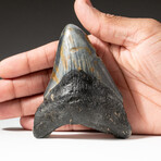Genuine Megalodon Shark Tooth In Display Box // V3