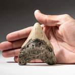 Genuine Megalodon Shark Tooth In Display Box // V12