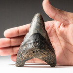 Genuine Megalodon Shark Tooth In Display Box // V9