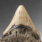 Genuine Megalodon Shark Tooth In Display Box // V12