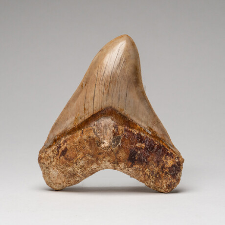 Genuine Megalodon Shark Tooth In Display Box // Large // V1