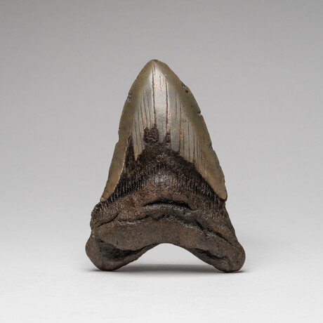 Genuine Megalodon Shark Tooth In Display Box // Large // V2