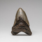 Genuine Megalodon Shark Tooth In Display Box // Large // V2