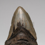 Genuine Megalodon Shark Tooth In Display Box // Large // V2