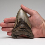Genuine Megalodon Shark Tooth In Display Box // Large // V2
