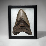 Genuine Megalodon Shark Tooth In Display Box // Large // V2