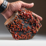 Genuine Vanadinite Crystal Cluster