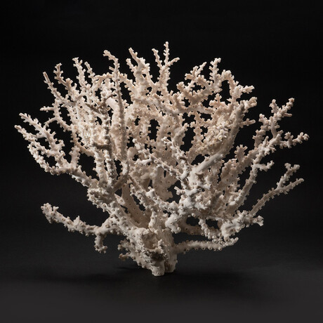 Genuine Giant Staghorn Coral