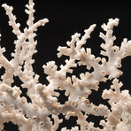 Genuine Giant Staghorn Coral