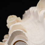 Genuine Fluted Clam Shell (6-7")