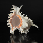 Genuine Pacific Ramose Conch Shell