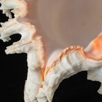 Genuine Pacific Ramose Conch Shell