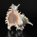 Genuine Pacific Ramose Conch Shell