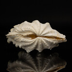 Genuine Fluted Clam Shell (7-8")