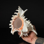 Genuine Pacific Ramose Conch Shell