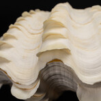Genuine Fluted Clam Shell (7-8")