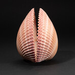 Genuine Pink Cockle Shell
