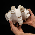 Genuine Fluted Clam Shell (6-7")