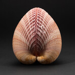 Genuine Pink Cockle Shell