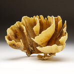 Genuine Natural Brown Cup Coral