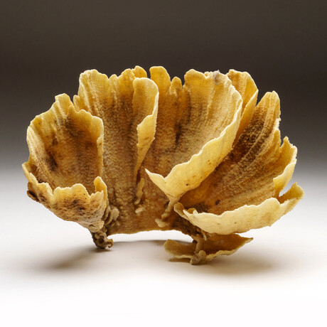 Genuine Natural Brown Cup Coral