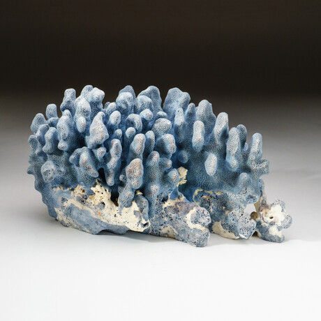 Genuine Natural Blue Ridge Coral // V2