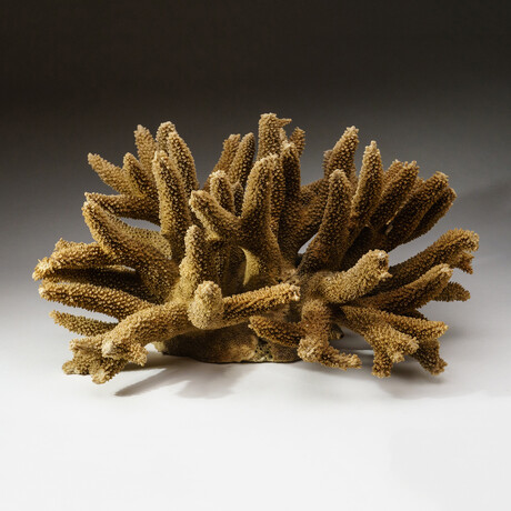 Genuine Natural Branch Coral // V2