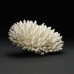 Genuine Natural Finger Coral