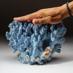 Genuine Natural Blue Ridge Coral // V1