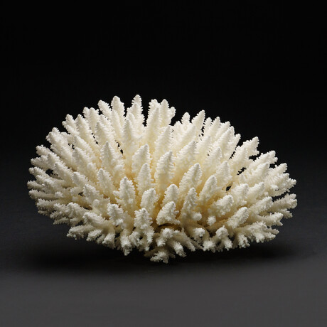 Genuine Natural Finger Coral