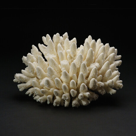 Genuine Natural Finger Coral // V4