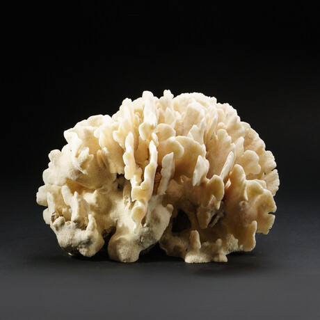 Genuine Natural Lettuce Coral // V2