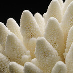 Genuine Natural Finger Coral // V3