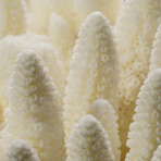 Genuine Natural Finger Coral // V4