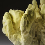 Genuine Natural Green Fire Coral