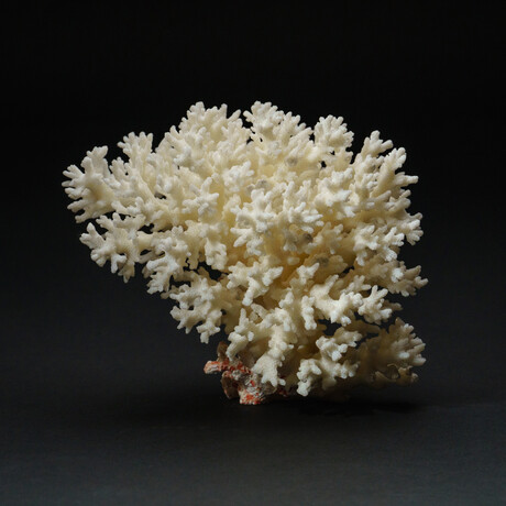 Genuine Natural Lace Coral