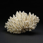 Genuine Natural Finger Coral // V4