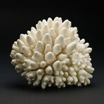 Genuine Natural Finger Coral // V3