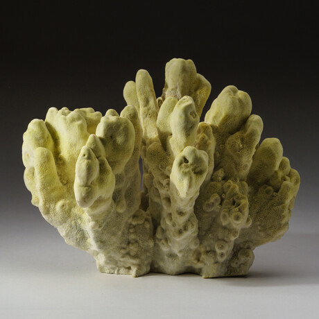 Genuine Natural Green Fire Coral