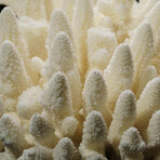 Genuine Natural Finger Coral // V4