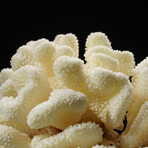 Genuine Natural Cats Paw Coral