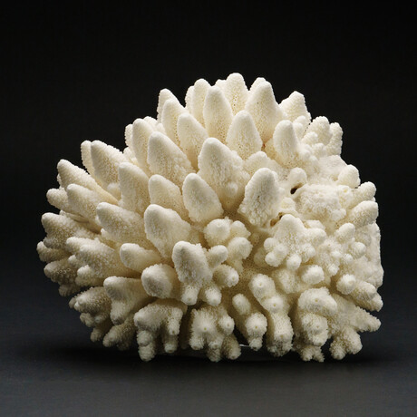 Genuine Natural Finger Coral // V3