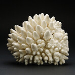 Genuine Natural Finger Coral // V3