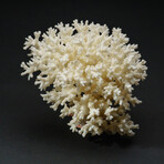 Genuine Natural Lace Coral