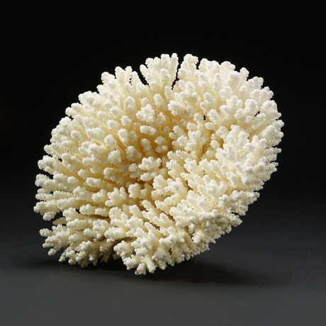 Genuine Natural Stem Coral