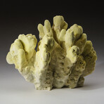 Genuine Natural Green Fire Coral