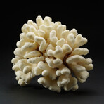 Genuine Natural Cats Paw Coral