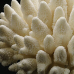 Genuine Natural Finger Coral // V3