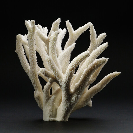 Genuine Natural Branch Coral // V1