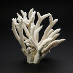 Genuine Natural Branch Coral // V1